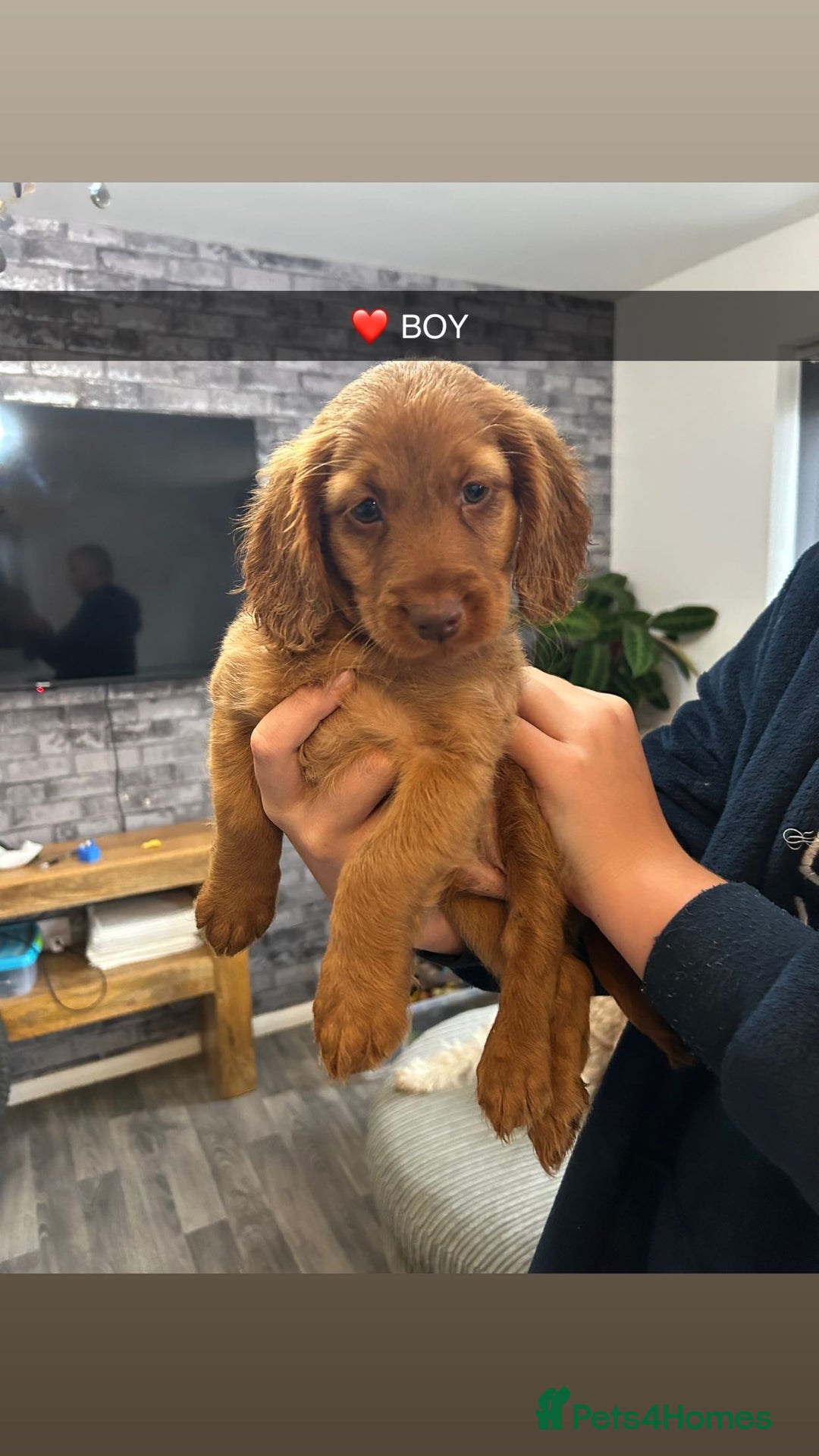 Cockapoo dogs for sale: F2 COCKERPOOS  - Image 3