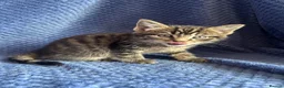 Maine Coon cats for sale: Maine coon x  - Advert 4