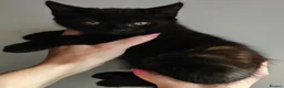 Mixed Breed cats for sale: Mixed Breed Kittens/Price Individual - Advert 10
