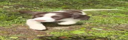 English Springer Spaniel dogs for sale: English Springer Spaniel pups for sale! - Advert 26