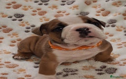 English Bulldog dogs for sale: Red and white british bulldog puppies - Image 4