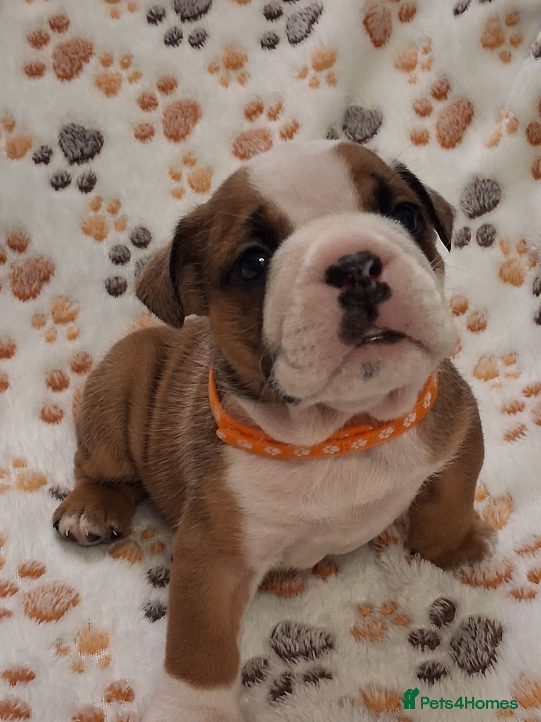 English Bulldog dogs for sale: Red and white british bulldog puppies - Image 4