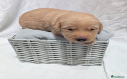 Cockerdor dogs for sale: YorkieCockerDor pups looking for forever homes  - Image 2