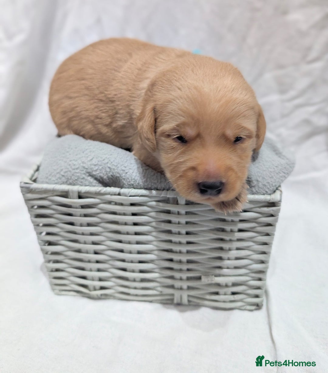 Cockerdor dogs for sale: YorkieCockerDor pups looking for forever homes  - Image 2