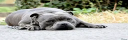 Staffordshire Bull Terrier dogs for sale: 💚💚💚BLUE STAFFIES 💚💚💚 - Advert 10