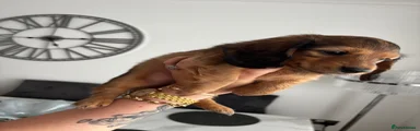 Miniature Dachshund Puppy 1