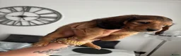 Miniature Dachshund dogs for sale: 5 Beautiful Miniature Dachshund Puppies  - Advert 1
