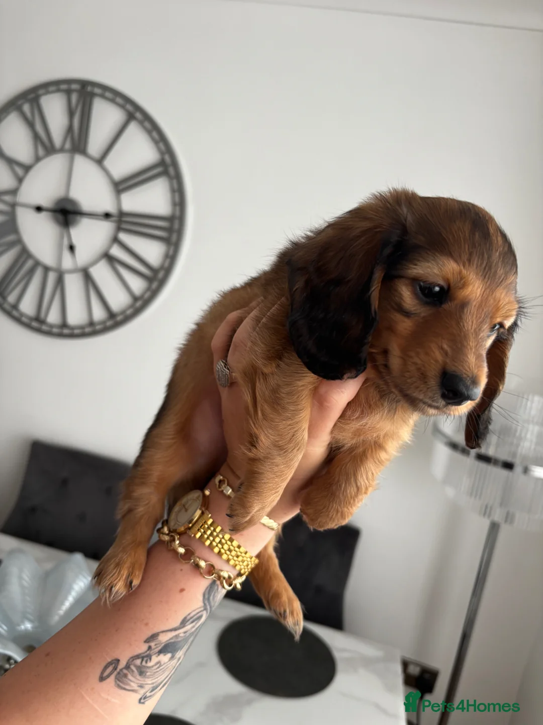 Miniature Dachshund dogs for sale: 5 Beautiful Miniature Dachshund Puppies  - Advert 1