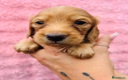Miniature Dachshund dogs for sale: Ready to leave 🐾 beautiful long hair miniatures  - Image 11