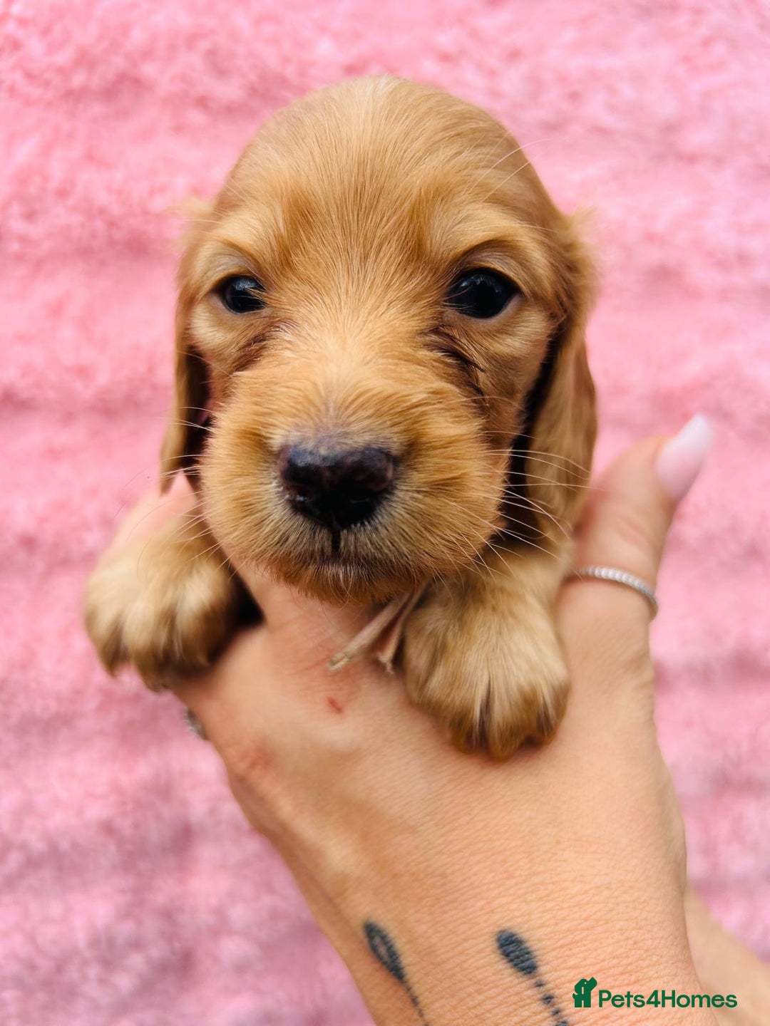Miniature Dachshund dogs for sale: Ready to leave 🐾 beautiful long hair miniatures  - Image 11