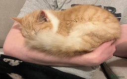 Domestic Shorthair cats for sale: Cream and white longhair cat  - Image 6