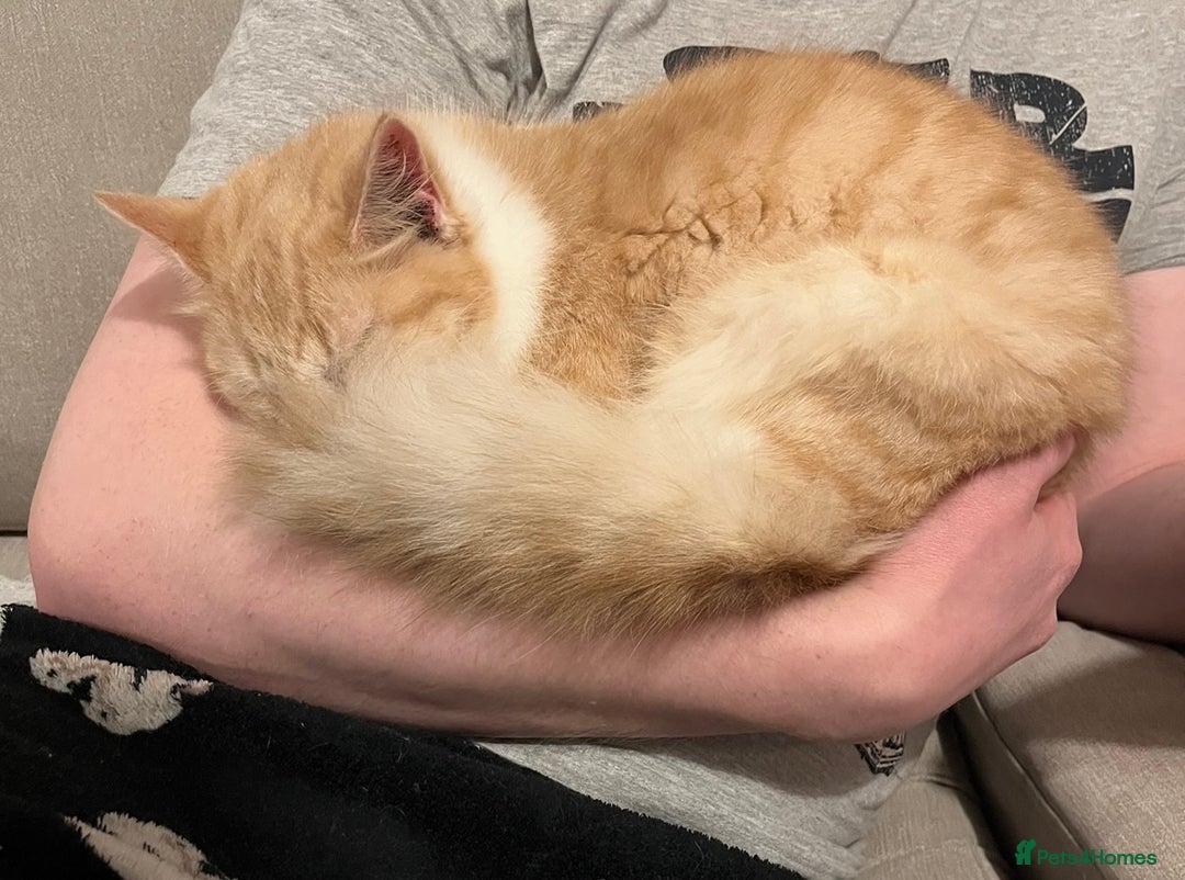Domestic Shorthair cats for sale: Cream and white longhair cat  - Image 6