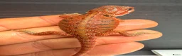 Bearded Dragon reptiles for sale: Stunning Baby Bearded Dragons – Monster x Spanish  - Advert 11