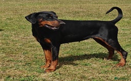 Dobermann dogs for sale: Albert and Alice - Image 1