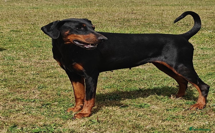 Dobermann dogs - Advert 1