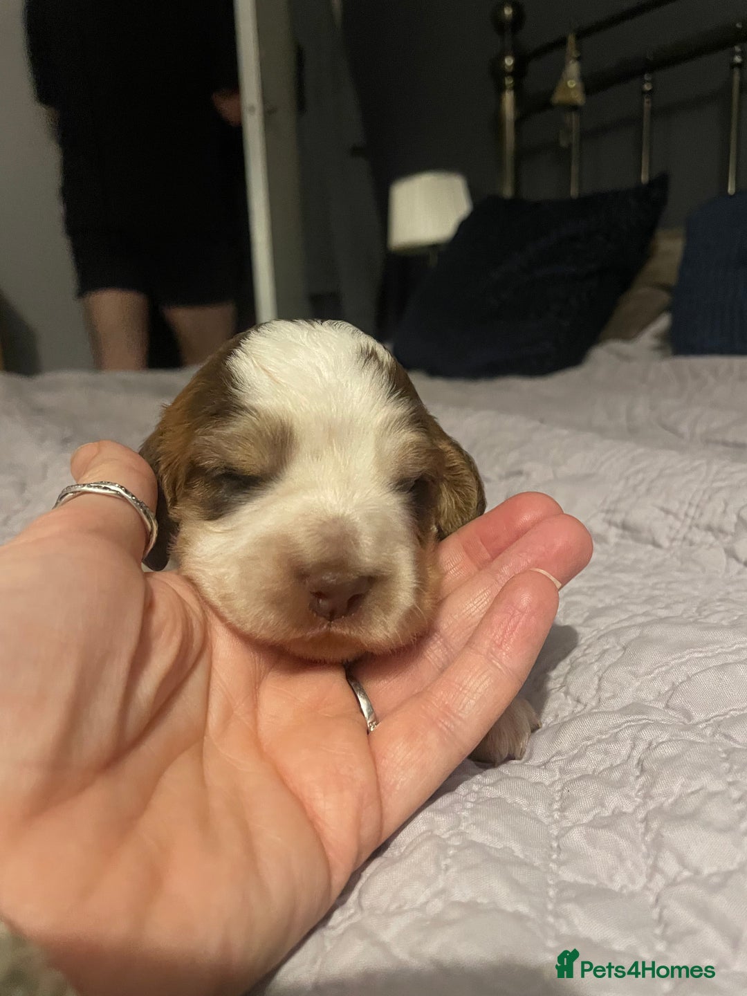 Cocker Spaniel dogs for sale: Beautiful health tested Cocker spaniel pups  - Advert 15