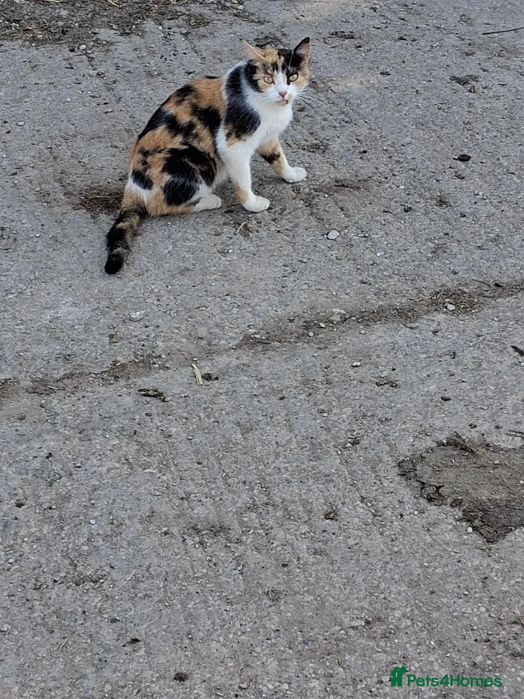 Mixed Breed cats for sale: Mixed colour/ price kittens looking for 5* home - Advert 2