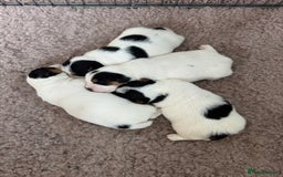 Jack Russell dogs for sale: Jack Russell Puppies - Image 11