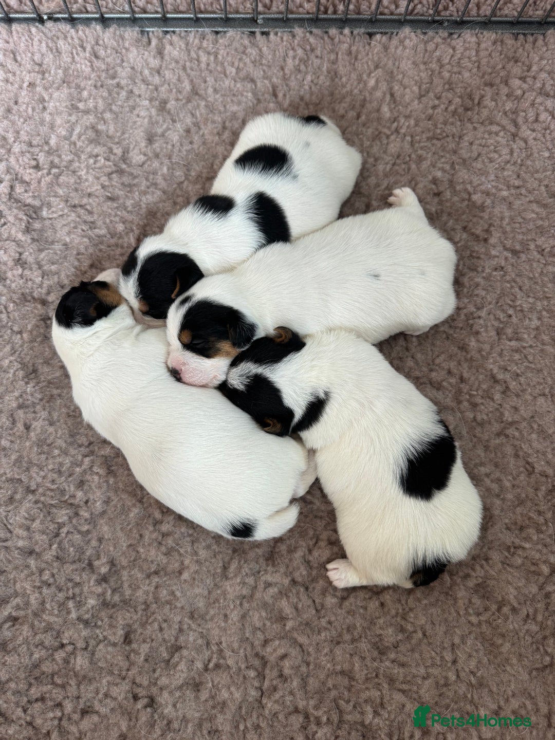 Jack Russell dogs for sale: Jack Russell Puppies - Image 11