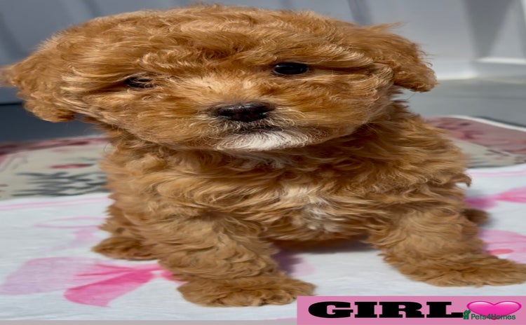 Cockapoo dogs - Advert 2