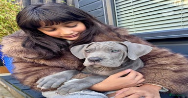 Mixed Breed dogs Last two mastiff pups available  - Advert 1