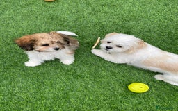 Shih Tzu dogs for sale: Mimi looking for a home  - Image 4