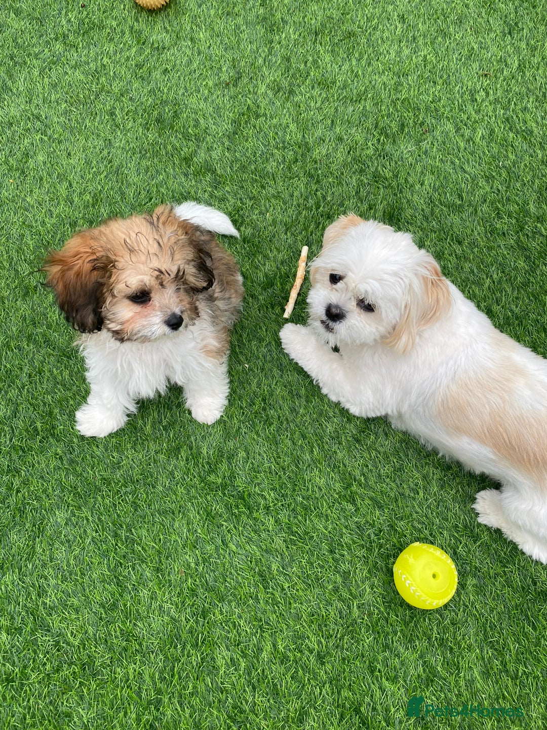 Shih Tzu dogs for sale: Mimi looking for a home  - Image 4