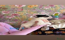 Chihuahua dogs for sale: Tiny chihuahua pups  - Image 3
