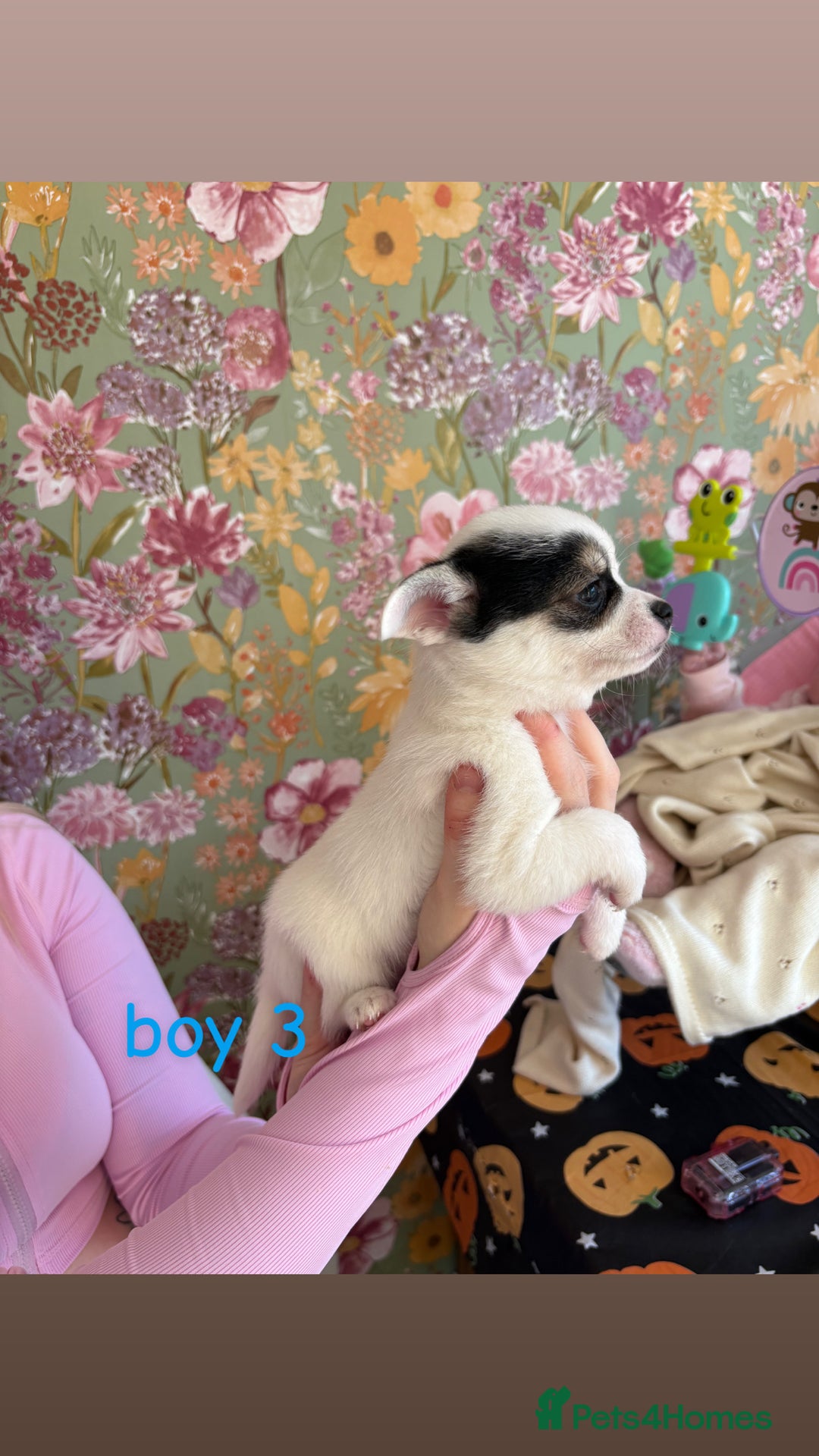 Chihuahua dogs for sale: Tiny chihuahua pups  - Image 3