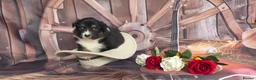 Australian Shepherd dogs for sale: Australian shepherds  - Advert 20