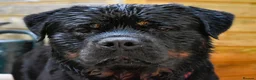 Rottweiler dogs for stud: Rottweiler HAJIMARI ROTTWEILERS  - Advert 3