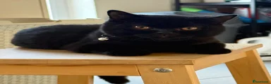 British Shorthair 1