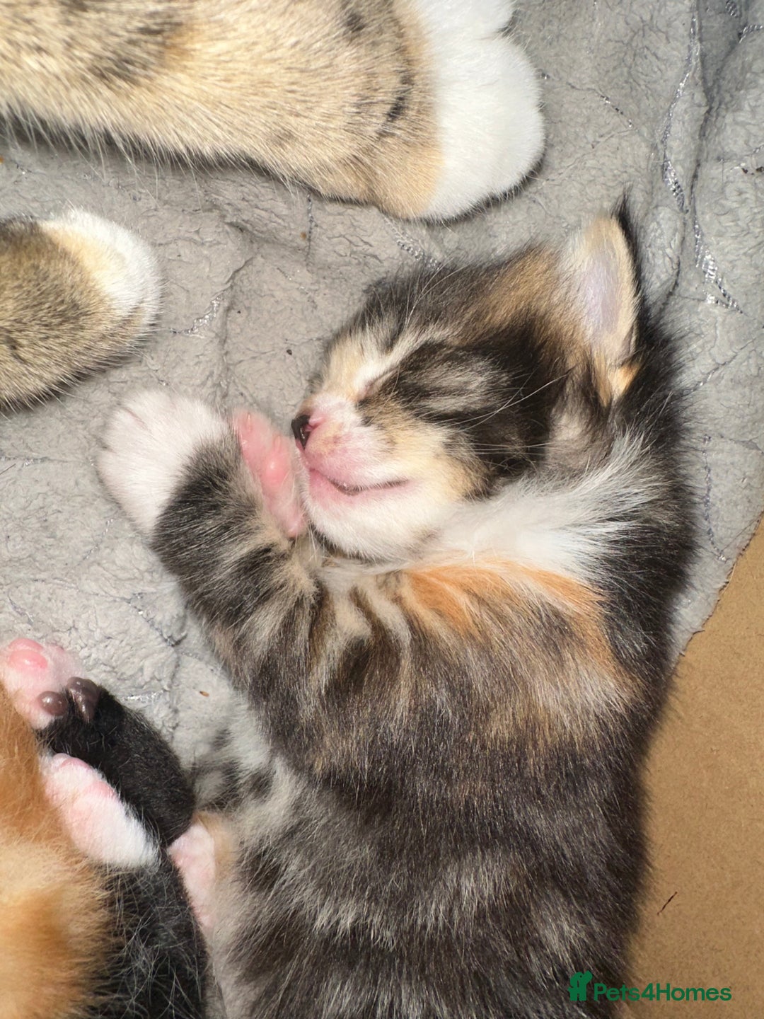 Mixed Breed cats for sale: Kittens  - Advert 2