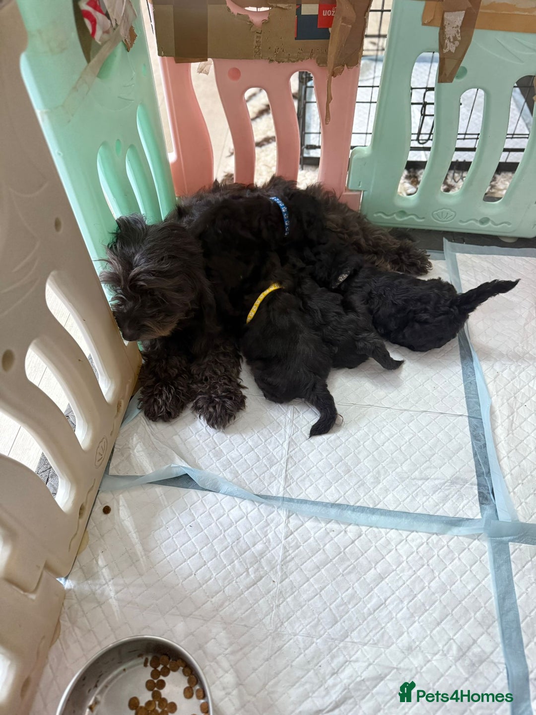 Toy Poodle dogs for sale: Rare silver and black male toy poodle puppies - Advert 3