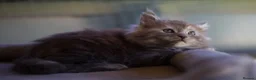 Maine Coon cats for sale: Beautiful fluffy Maine Coon pedigree kittens - Advert 15