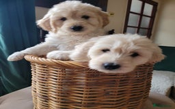 Goldendoodle dogs for sale: Goldendoodle puppies, F1 - Image 7