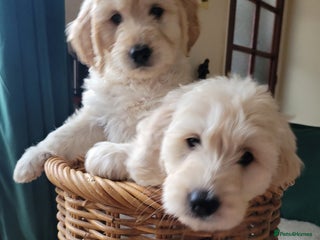 Goldendoodle dogs Goldendoodles F1, both parents hip scored - Advert 4