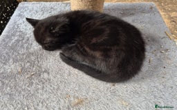 Bengal cats for sale: Bengal Cross Kittens - Image 6