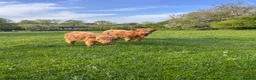 Cows & Bulls livestock for sale: Highland bull for sale - Advert 2