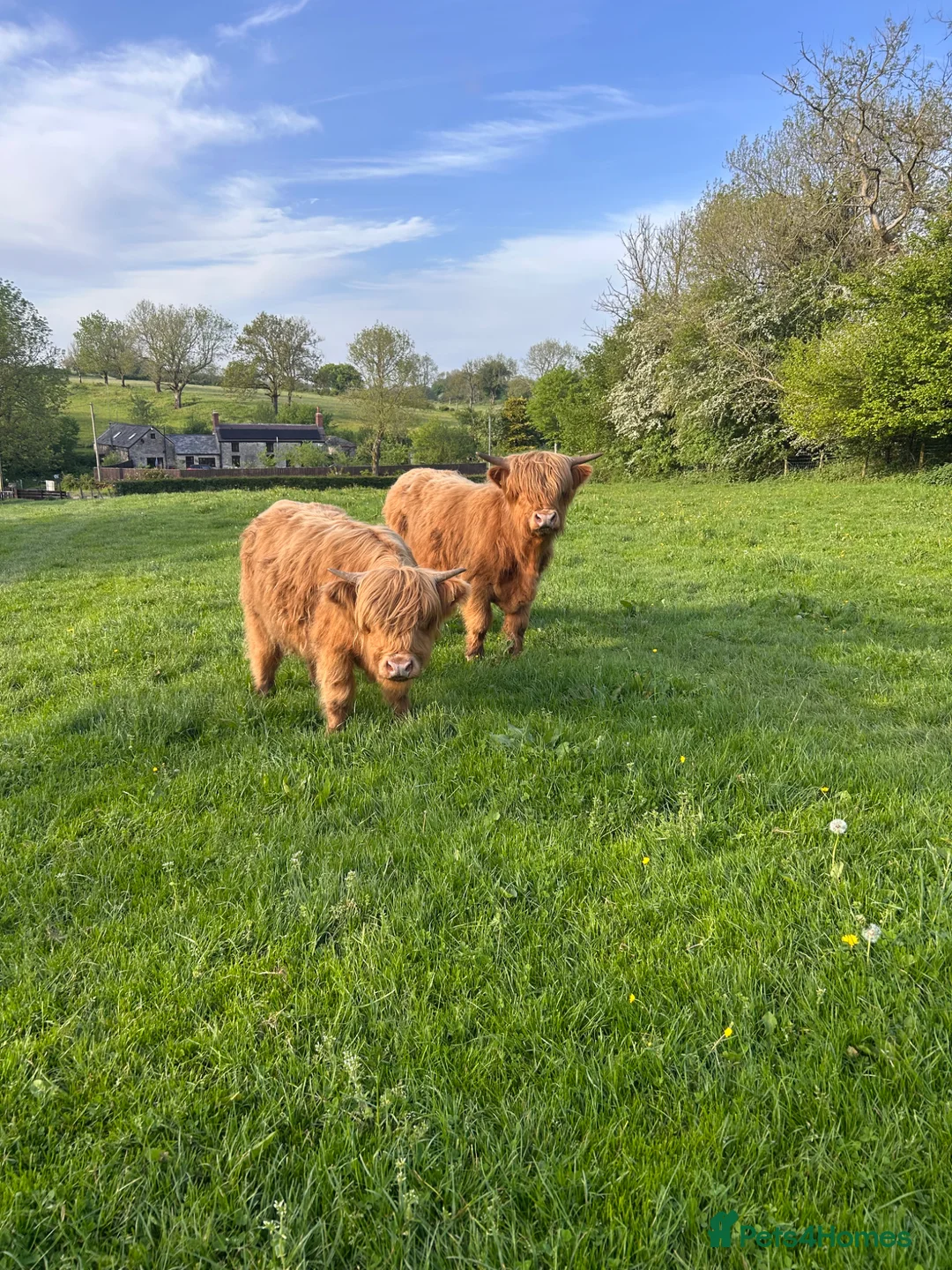 Cows & Bulls livestock for sale: Highland bull for sale - Advert 2