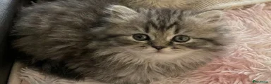 Persian Kitten 3