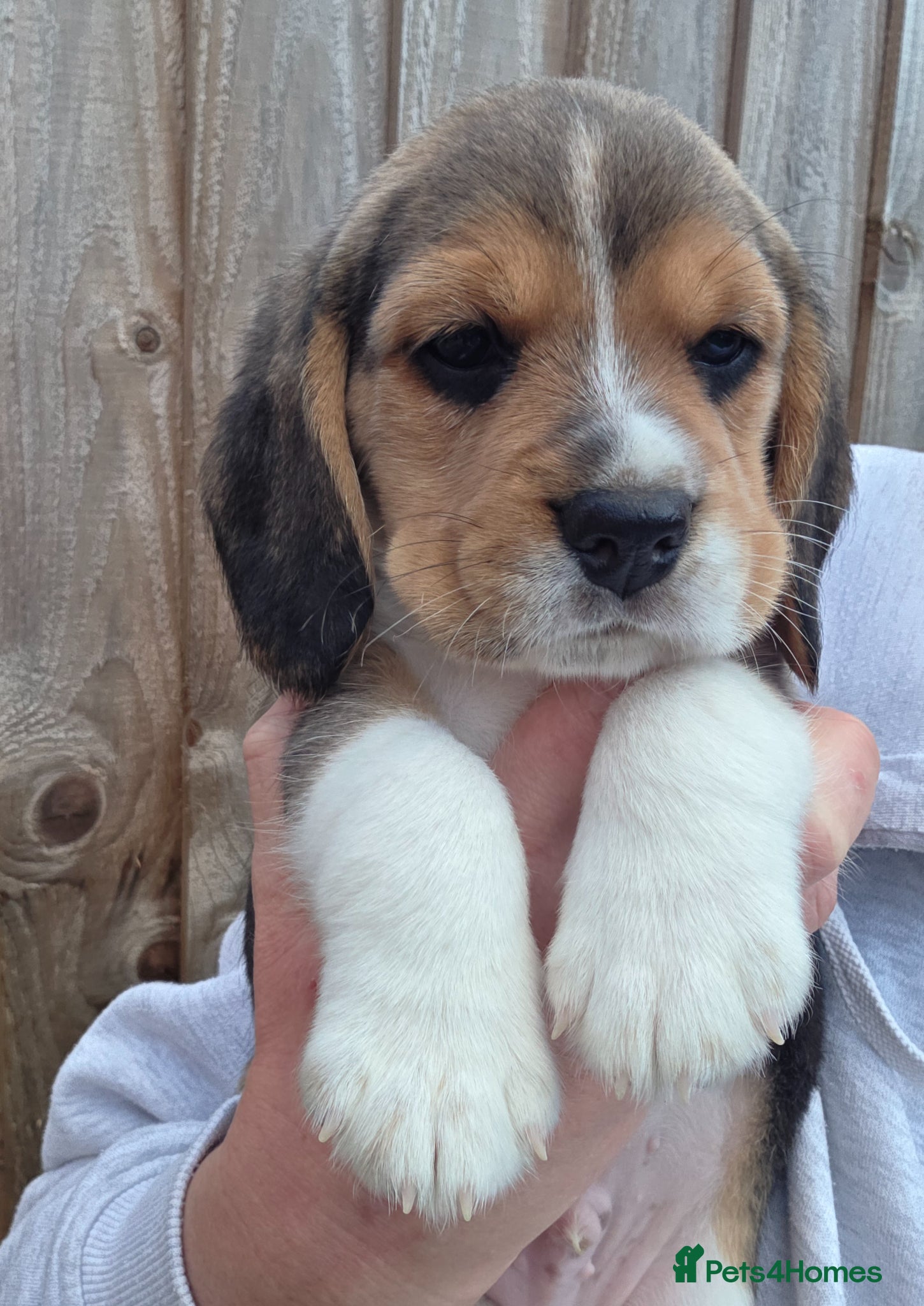 Beagle dogs Kc registered beagle puppies🐶1 girl & 1 boy left  - Advert 2