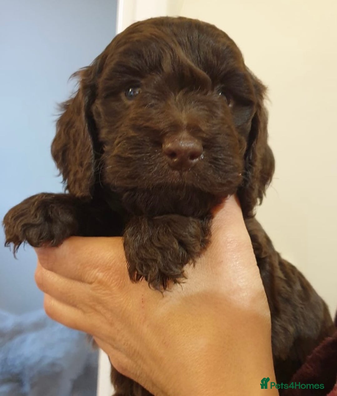 Poodle dogs for stud: Stunning Well Proven Miniature Merle Poodle in Newcastle - Advert 6