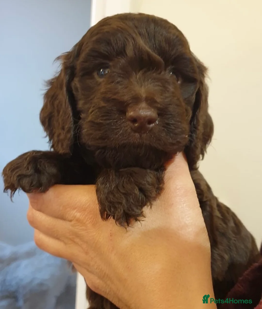 Poodle dogs for stud: Stunning Well Proven Miniature Merle Poodle in Newcastle - Advert 6