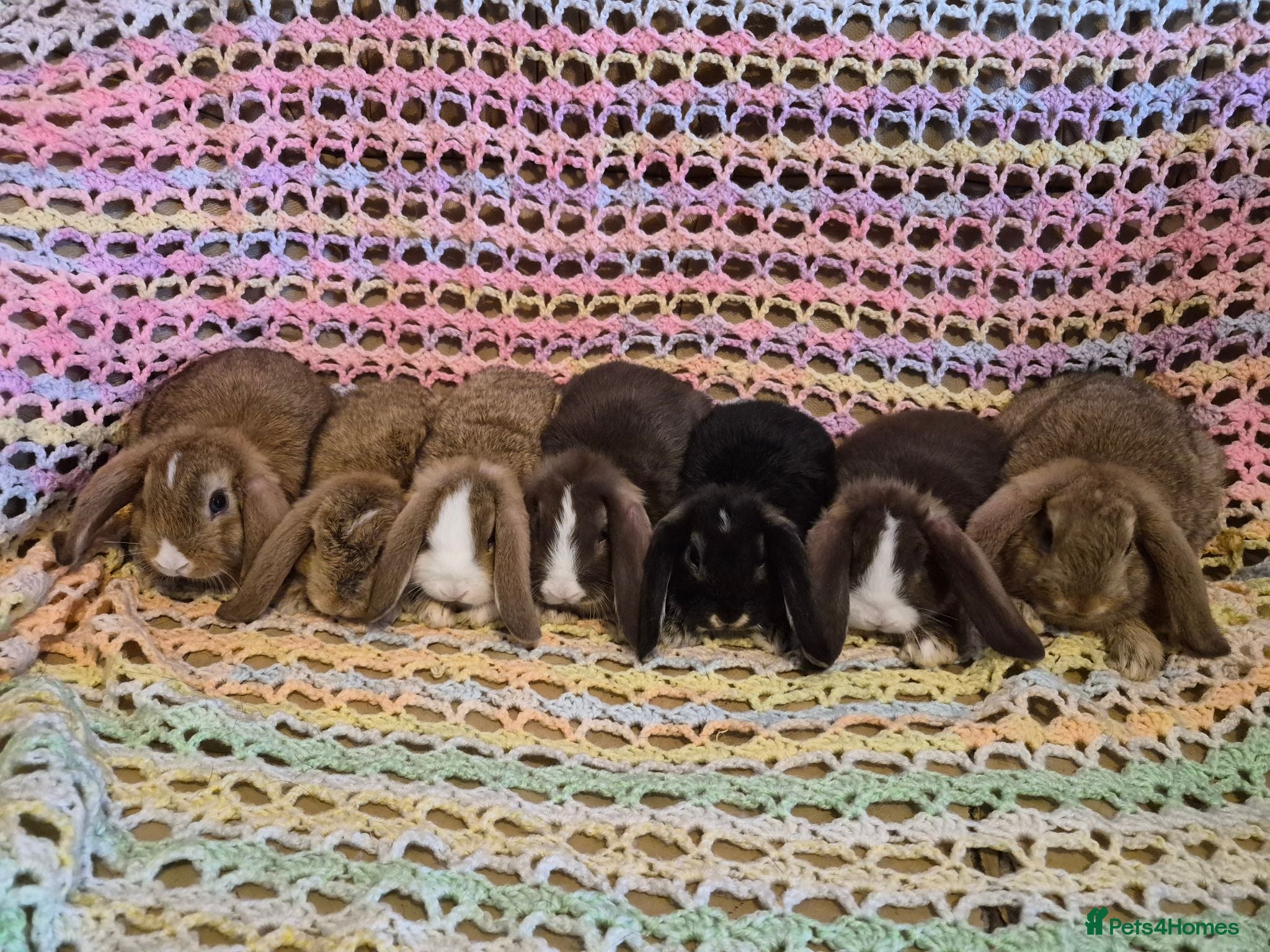 Mini Lop rabbits 7 Cute Baby Mini Lop Rabbits - Advert 1