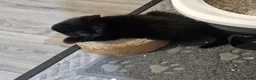 Mixed Breed cats for sale: 5 beautiful Maine Coon mix kittens  - Advert 6