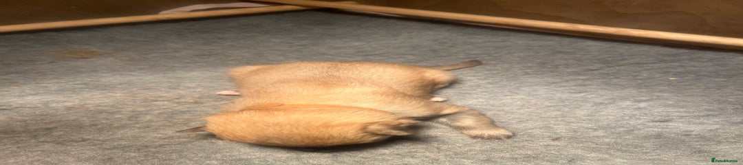 German Shepherd Puppy 4