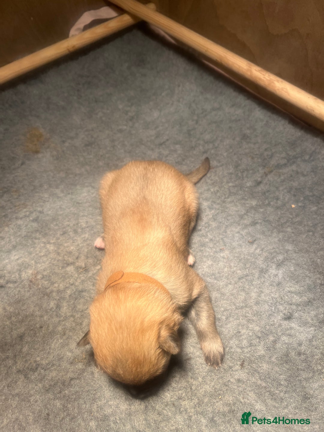 German Shepherd dogs for sale: German Shepherd pups - Image 8