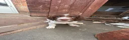 English Springer Spaniel dogs for sale: Kc reg ready now. English springer spaniel puppies - Advert 5