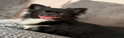 Chihuahua dogs for sale: Beautiful long coat chihuahua pups  in Washington - Advert 3